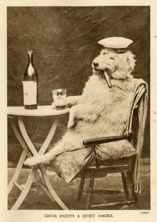 Dog in a sailor hat with a cigar and bottle, sitting on a chair with a table.